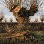 Arbre têtard : la taille en trogne, une méthode paysanne pour un bois de chauffage durable