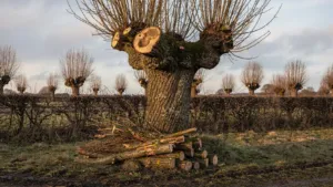 Arbre têtard : la taille en trogne, une méthode paysanne pour un bois de chauffage durable