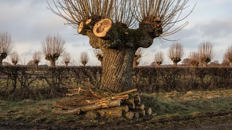 Arbre têtard : la taille en trogne, une méthode paysanne pour un bois de chauffage durable Arbre têtard : la taille en trogne, une méthode paysanne pour un bois de chauffage durable