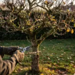 Arbres fruitiers : à la chute des feuilles, limitez-vous à une taille légère