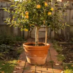Arbres fruitiers pour petit jardin : vérifiez la taille adulte et le porte-greffe