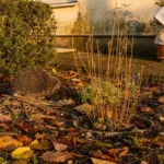 Avant les premières gelées, préparez votre jardin en préservant le sol et la faune