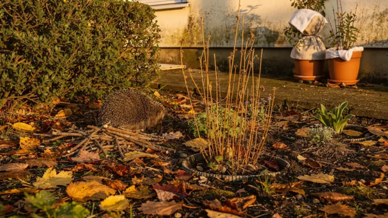 Avant les premières gelées, préparez votre jardin en préservant le sol et la faune Avant les premières gelées, préparez votre jardin en préservant le sol et la faune