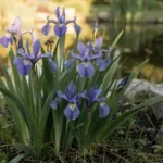 Ces iris américains sont parmi les plus faciles à cultiver au jardin, presque sans entretien
