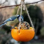 Cette mangeoire maison à faire en 5 minutes est un aimant à oiseaux