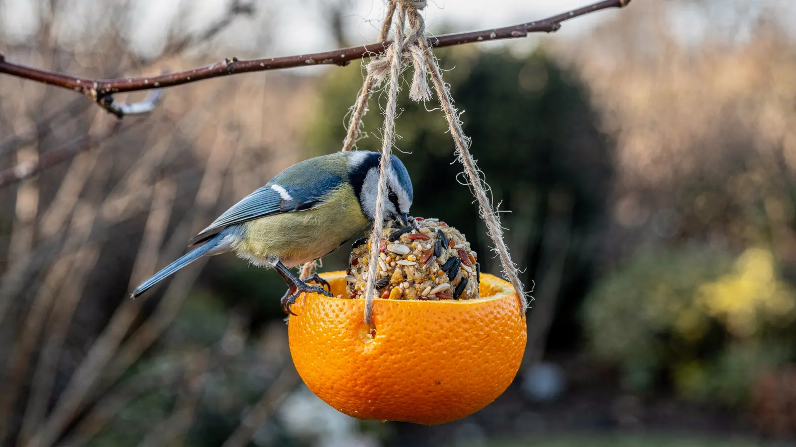 Cette mangeoire maison à faire en 5 minutes est un aimant à oiseaux Cette mangeoire maison à faire en 5 minutes est un aimant à oiseaux