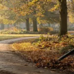 Feuilles mortes : à Brême, les jardiniers dégagent les chemins et en laissent autour des plantes