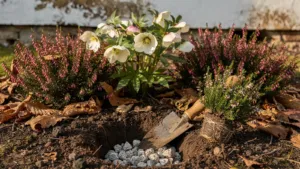 Hellébores et bruyères d’hiver : comment les planter et préparer le sol