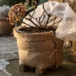 Hortensia en pot : comment protéger les racines et les bourgeons contre le gel