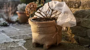 Hortensia en pot : comment protéger les racines et les bourgeons contre le gel