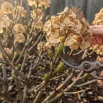 Hortensias : adaptez la taille au type de bois sur lequel ils fleurissent