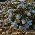 Le céanothe : un arbuste à fleurs bleues qui aime le soleil et les sols bien drainés