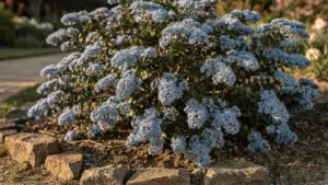 Le céanothe : un arbuste à fleurs bleues qui aime le soleil et les sols bien drainés