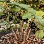 Le fruitier le plus simple à cultiver au jardin, même sans avoir la main verte