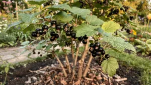 Le fruitier le plus simple à cultiver au jardin, même sans avoir la main verte
