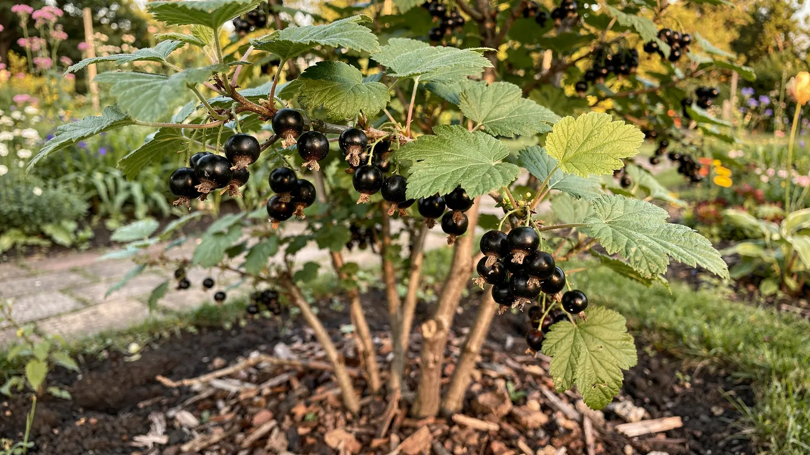 Le fruitier le plus simple à cultiver au jardin, même sans avoir la main verte Le fruitier le plus simple à cultiver au jardin, même sans avoir la main verte