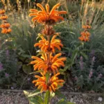 Leonotis leonurus : une vivace aux fleurs orange pour vos massifs ensoleillés