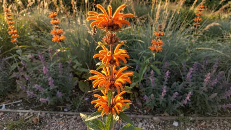 Leonotis leonurus : une vivace aux fleurs orange pour vos massifs ensoleillés Leonotis leonurus : une vivace aux fleurs orange pour vos massifs ensoleillés