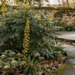 Mahonia : où planter cet arbuste persistant à la floraison hivernale parfumée