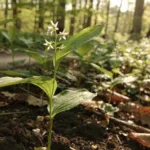 Maianthemum stellatum : une alternative aux hostas en sol humide et bien drainé