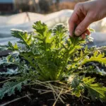 Mizuna : comment cultiver et récolter cette salade japonaise résistante au gel