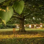 Paulownia : un arbre d’ombrage à croissance rapide à planter loin des maisons