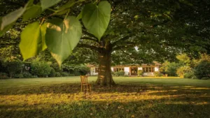 Paulownia : un arbre d’ombrage à croissance rapide à planter loin des maisons