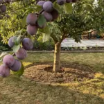 Petit jardin : un arbre fruitier qui ne soulève pas le sol et résiste bien à la sécheresse