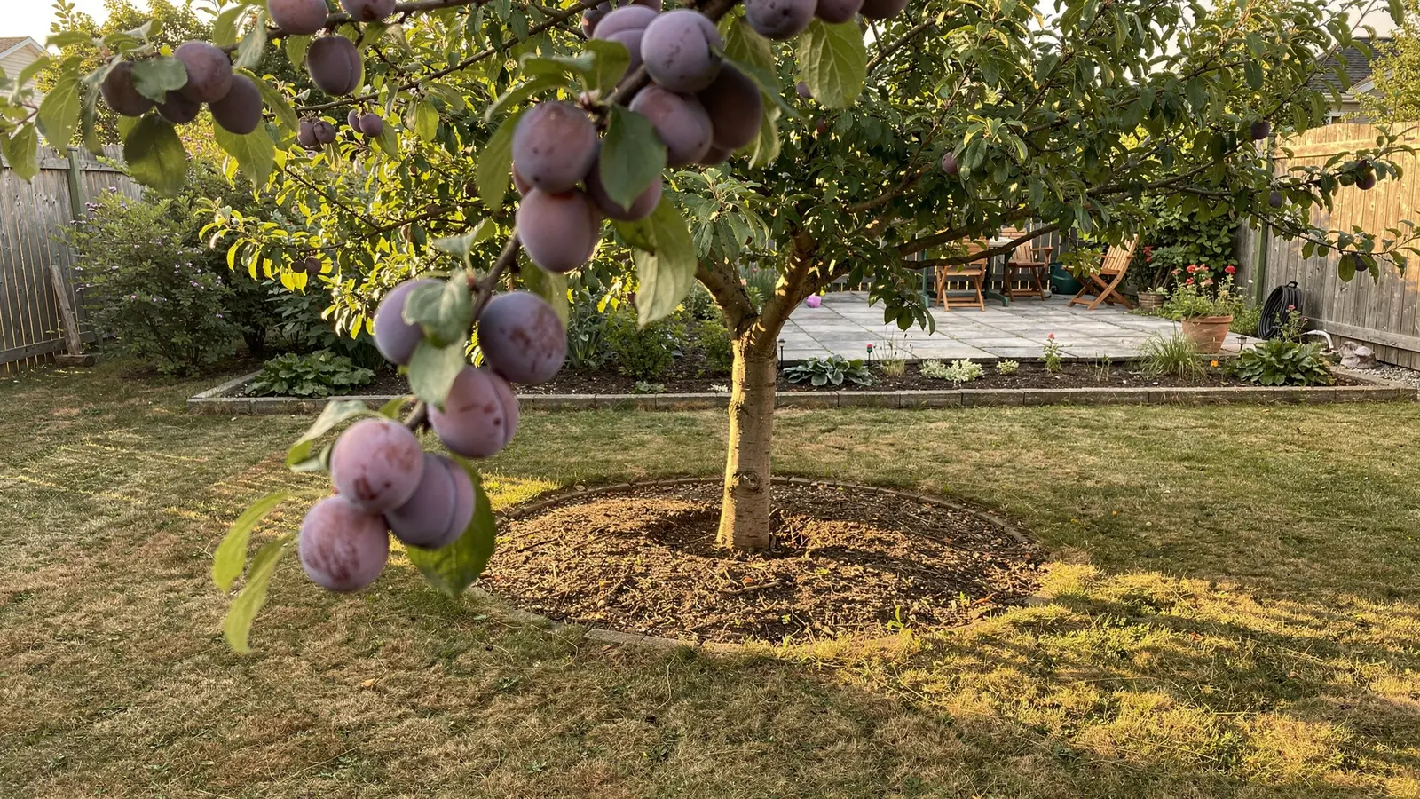 Petit jardin : un arbre fruitier qui ne soulève pas le sol et résiste bien à la sécheresse