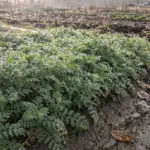 Potager : la phacélie couvre le sol et limite l’érosion pendant l’hiver