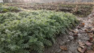 Potager : la phacélie couvre le sol et limite l’érosion pendant l’hiver