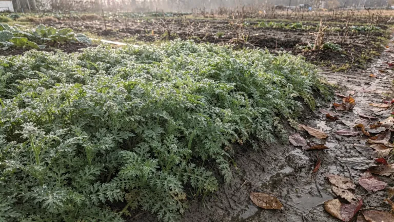 Potager : la phacélie couvre le sol et limite l’érosion pendant l’hiver