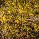 Taille des arbres et arbustes : les repères du repos végétatif et de la floraison