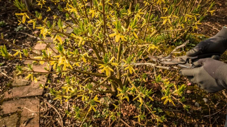 Taille des arbres et arbustes : les repères du repos végétatif et de la floraison Taille des arbres et arbustes : les repères du repos végétatif et de la floraison