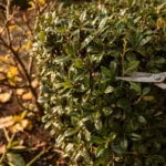 Taille des haies : les précautions à prendre selon les arbustes et la météo