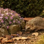 Une seule plante au fond du jardin pour accueillir les hérissons : 3 ans de recherches d’un jardinier