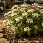 Viorne de Corée : moins gourmande en eau que l’hortensia, elle demande un sol frais