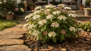 Viorne de Corée : moins gourmande en eau que l’hortensia, elle demande un sol frais